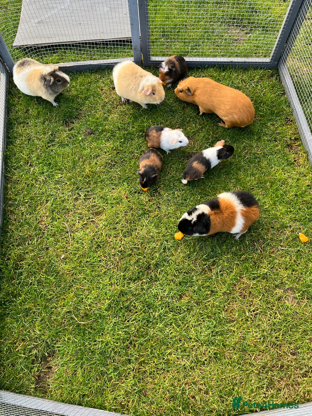 Guinea Pig rodents for sale: Sweet baby male guinea pigs!  - Image 1