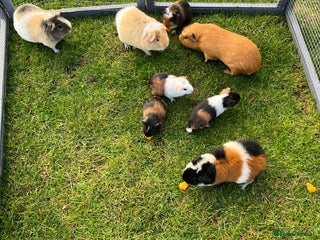 Guinea Pig rodents - Advert 4