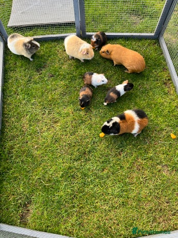 Guinea Pig rodents - Advert 5
