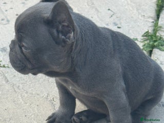 French Bulldog dogs - Advert 36