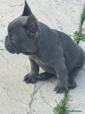 French Bulldog dogs - Advert 5