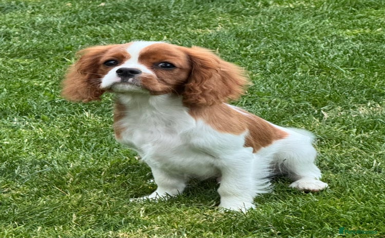 Cavalier King Charles Spaniel dogs - Advert 3