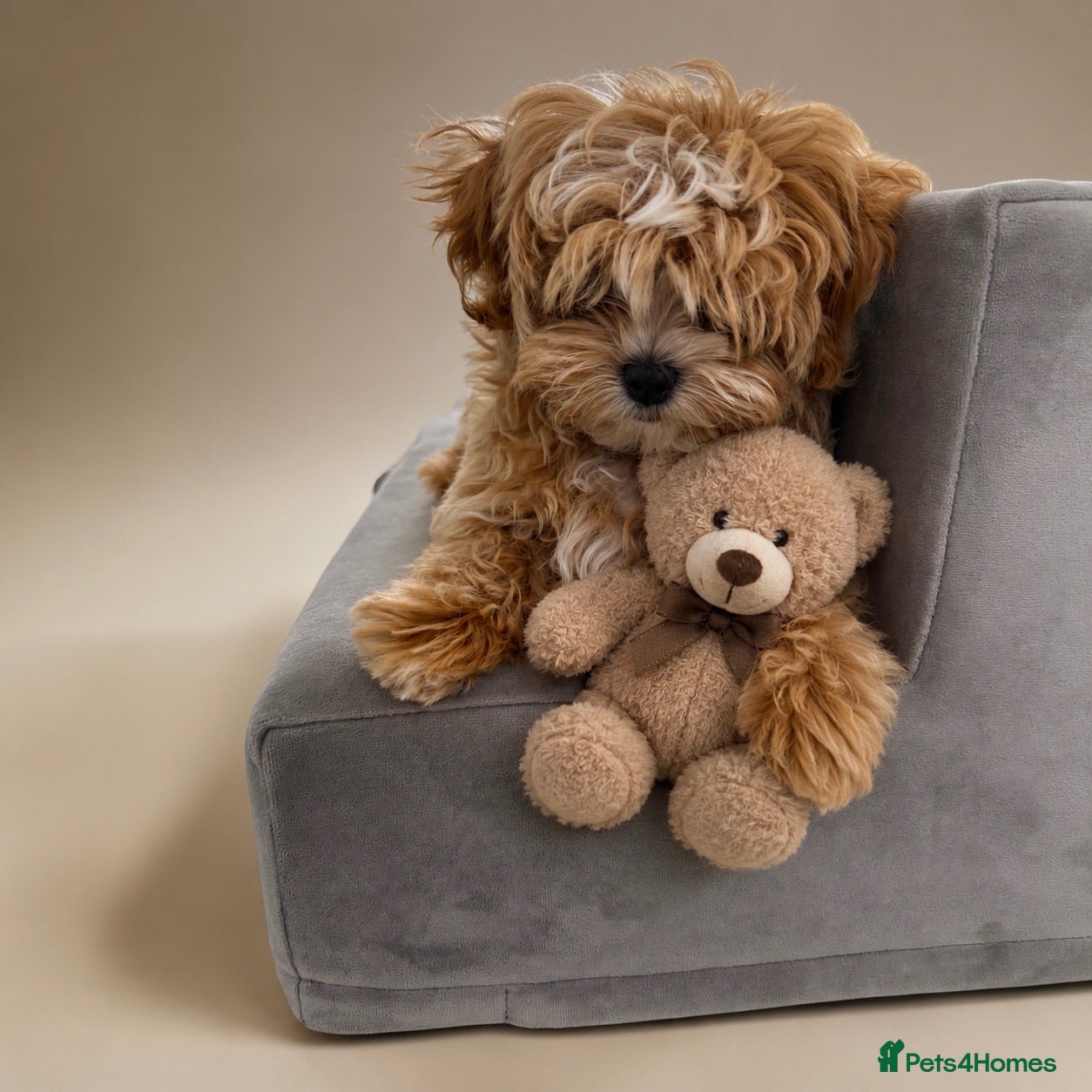 Maltipoo dogs 💖Last Girl Quality Asian Maltipoo DNA clear💎🧸   - Advert 12