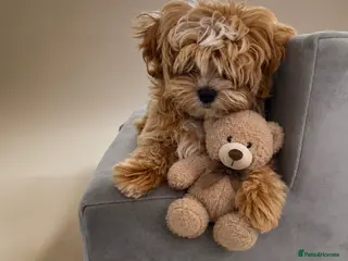 Maltipoo dogs 💖Last Girl Quality Asian Maltipoo DNA clear💎🧸 - Advert 12