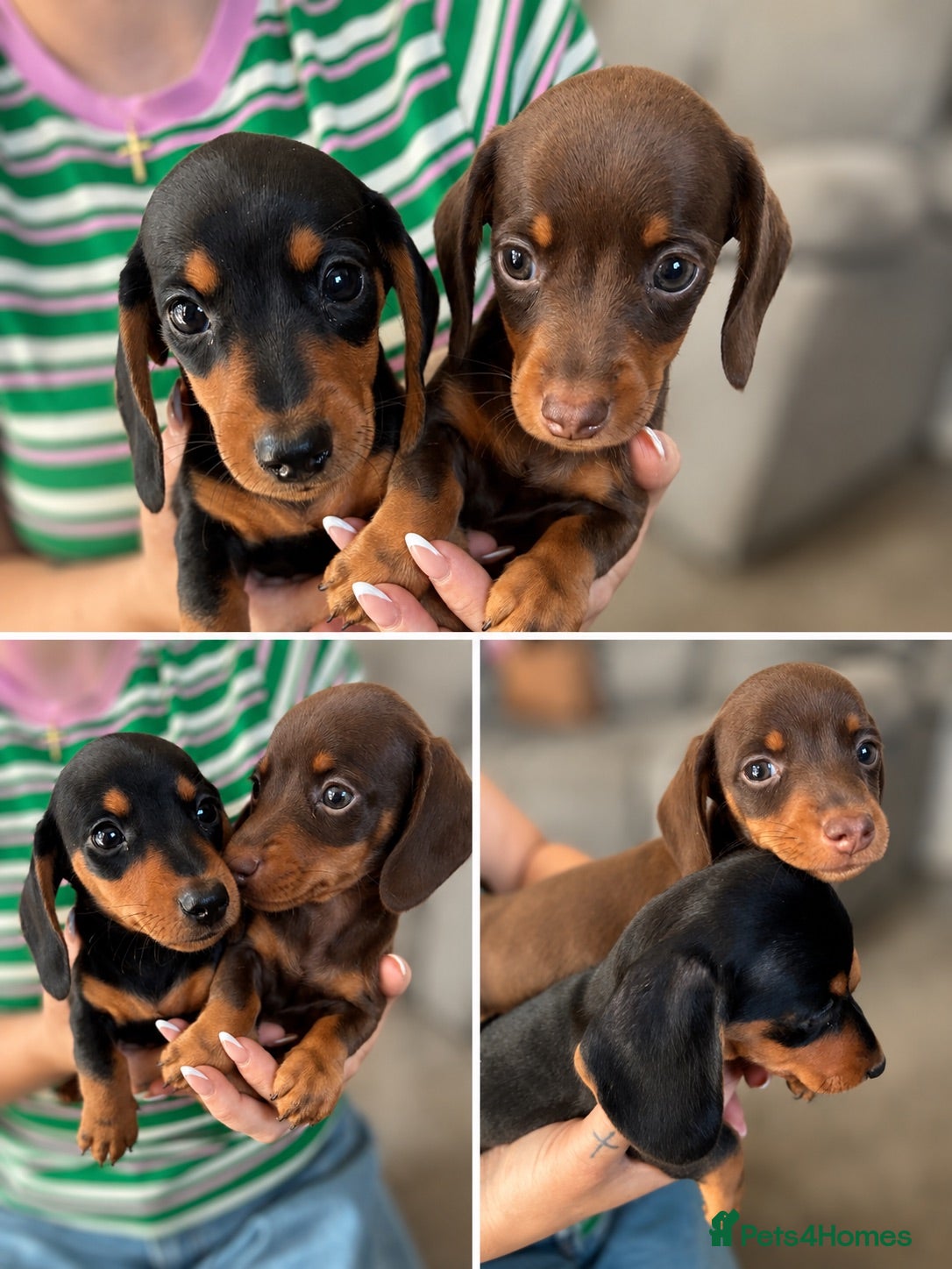 Miniature Dachshund dogs *LAST BOY* Smooth Haired Mini Dachshunds🐾 - Advert 10