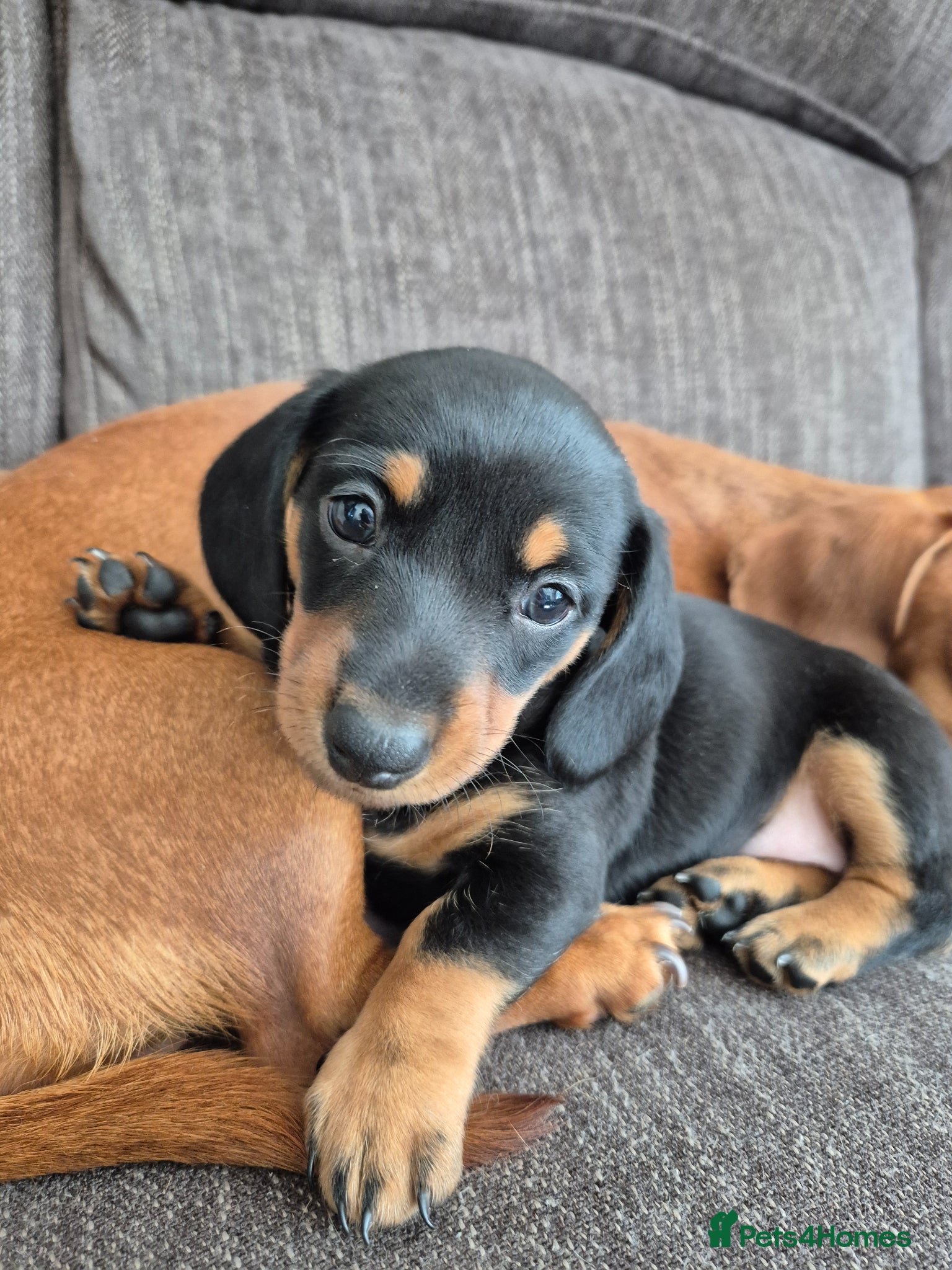 Miniature Dachshund dogs Last one! Champ Mini Dachshunds KC Registered  - Advert 13