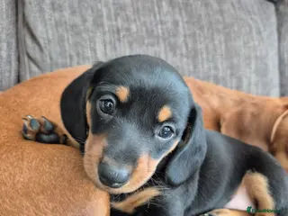 Miniature Dachshund dogs Last one! Champ Mini Dachshunds KC Registered - Advert 13
