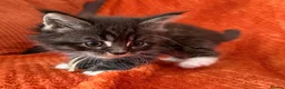 Maine Coon cats for sale: 6 Healthy Newly Born babies - Advert 12