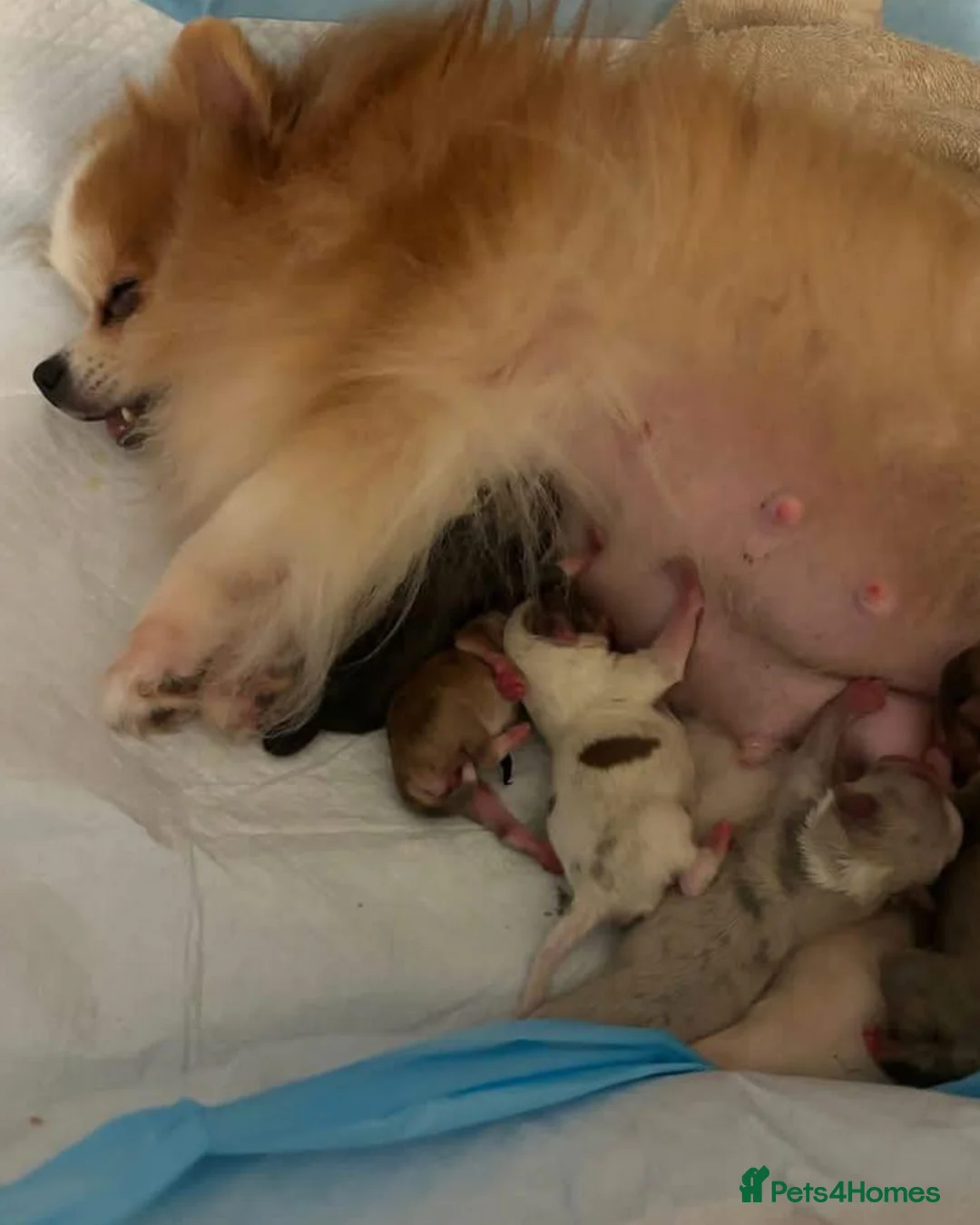 Pomeranian dogs for sale: 3 Pomeranian  Puppies – Ready for New Family. in Cambridge - Advert 2