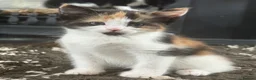 Mixed Breed cats for sale: Adorable playful kittens  - Advert 2