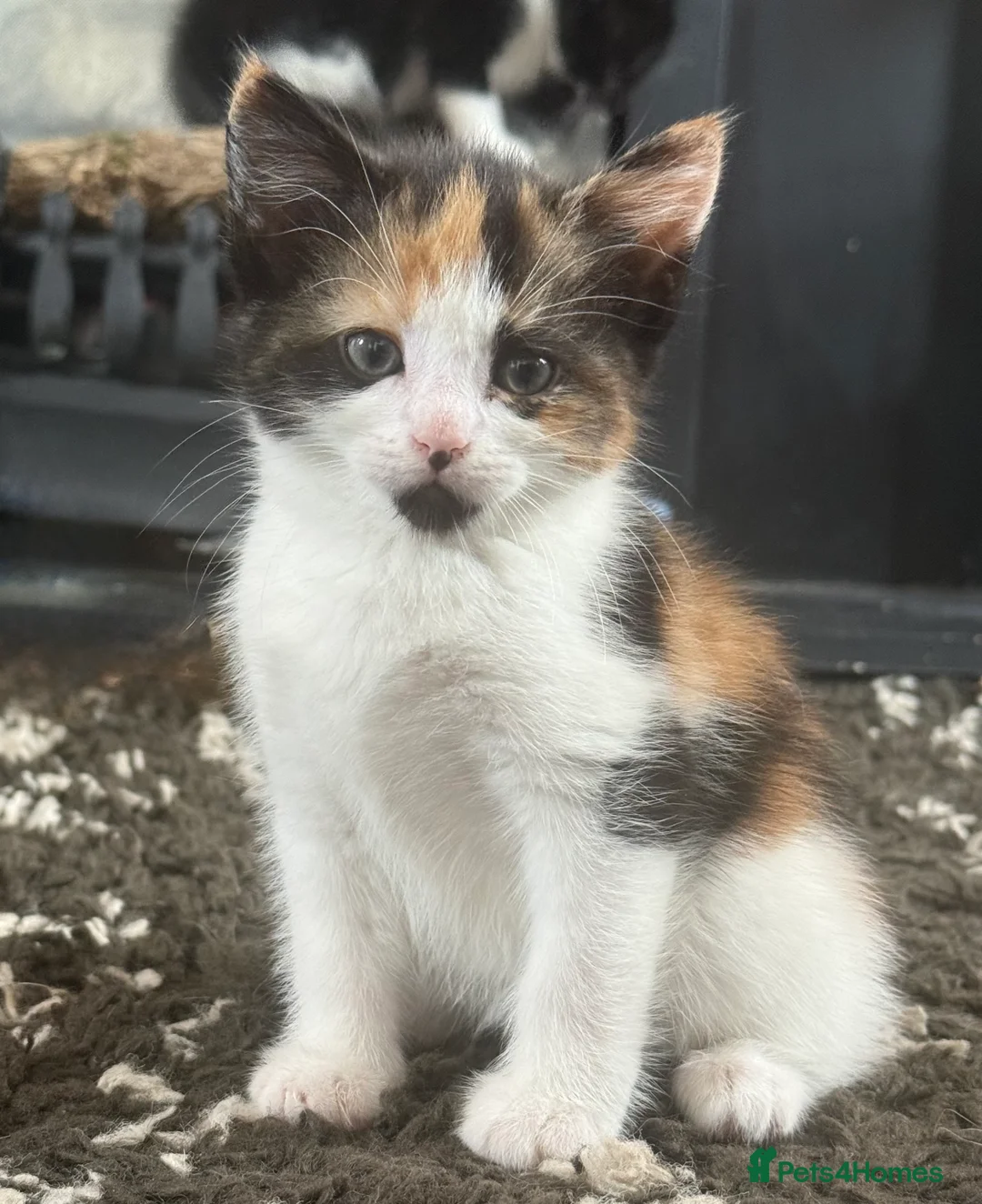Mixed Breed cats for sale: Adorable playful kittens  - Advert 2