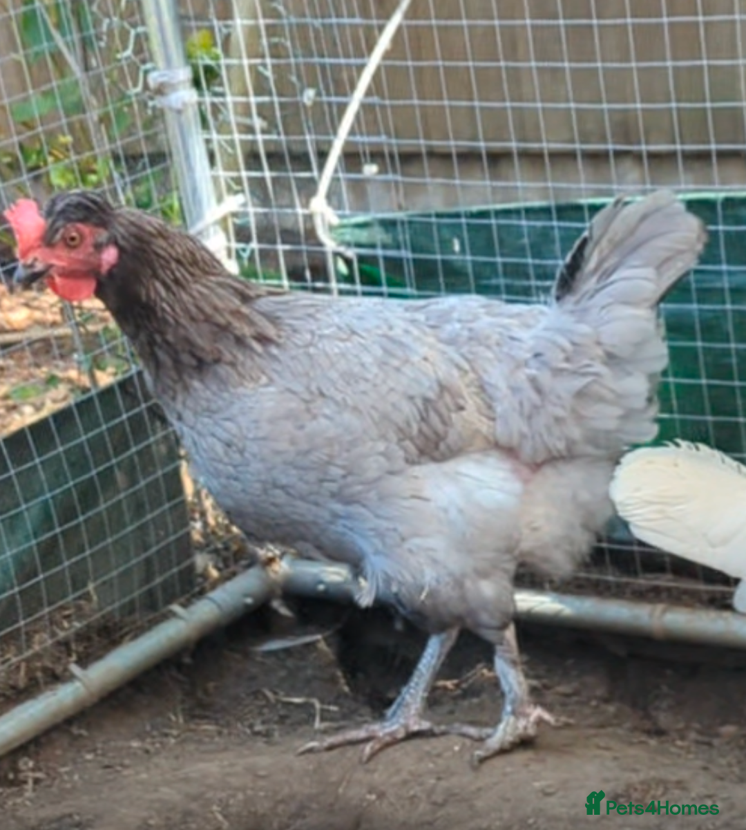 Chickens poultry for sale: 3 gorgeous hybrid hens - Image 2