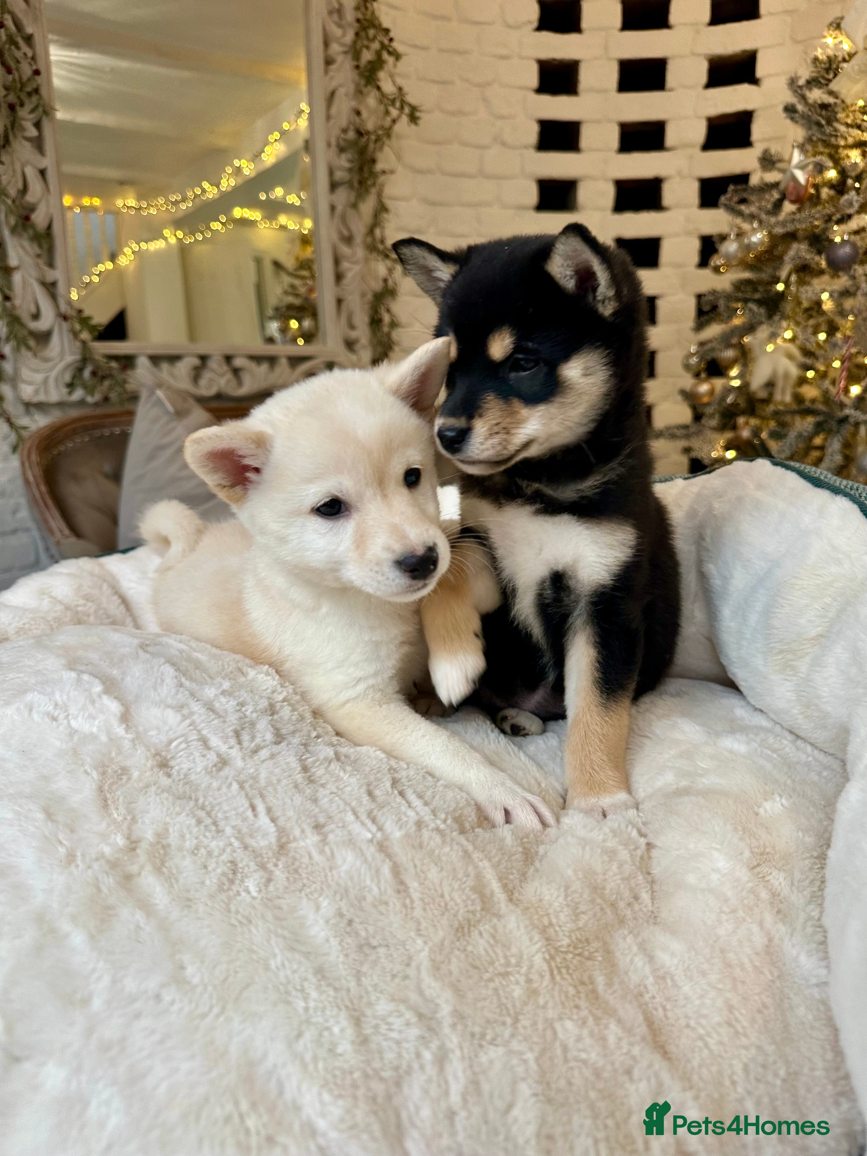 Japanese Shiba Inu dogs Japanese Shiba Inu puppies HEALTH TESTED - Advert 1