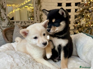 Japanese Shiba Inu dogs Japanese Shiba Inu puppies HEALTH TESTED - Advert 3