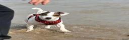 Jack Russell dogs for sale: Boy Jack Russell  in Bristol - Advert 7