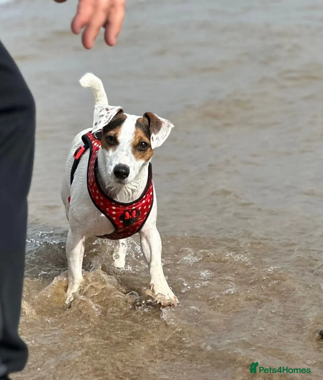 Jack Russell dogs for sale: Boy Jack Russell  in Bristol - Advert 7
