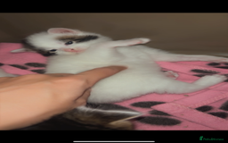 Maine Coon cats for sale: Maine coon cross - Advert 4