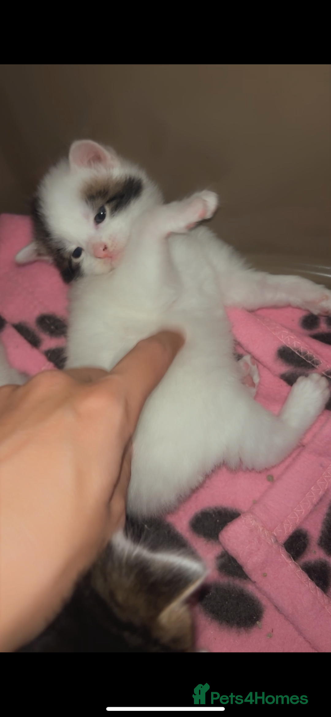 Maine Coon cats for sale: Maine coon cross - Advert 4