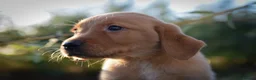 Goldador dogs for sale: Beautiful Red Goldador KC Reg Parents - Advert 7