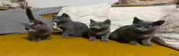 Russian Blue cats for sale: Gorgeous Championship Russian blue kittens  - Advert 21