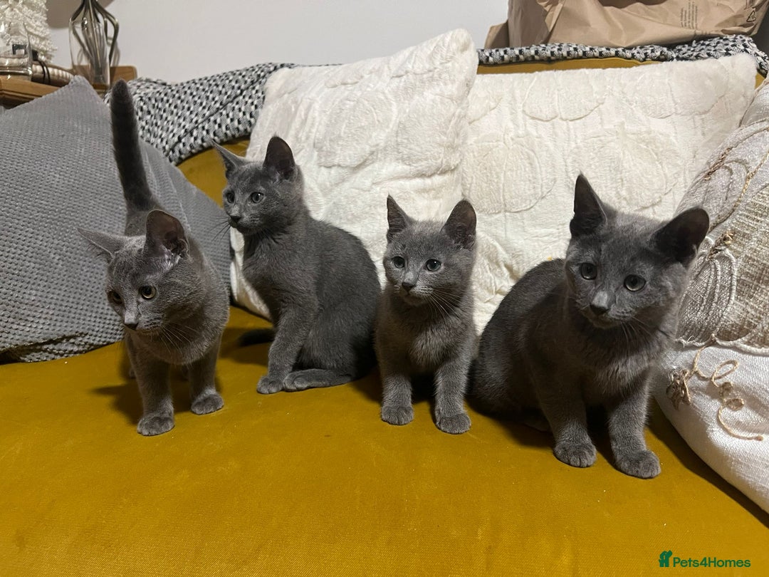 Russian Blue cats for sale: Gorgeous Championship Russian blue kittens  - Advert 21