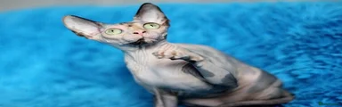 Sphynx 1