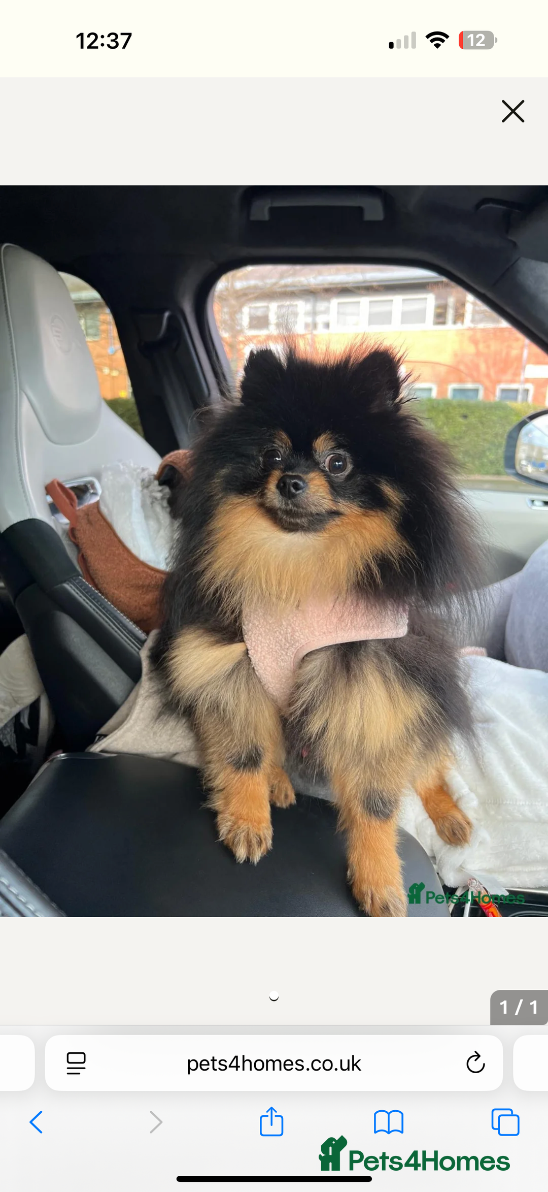 Pomeranian dogs for sale: Adult boy looking for pet home  - Image 4