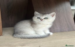 Scottish Fold cats for sale: 4 Scottish Silver Chinchilla Kittens  - Image 5