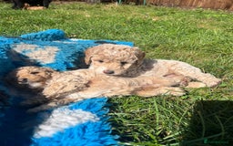 Cockapoo dogs for sale: F2b cockapoo puppies  - Image 14