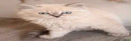 British Longhair cats for sale: Top quality BLH kittens new lines! in Rushden - Advert 4