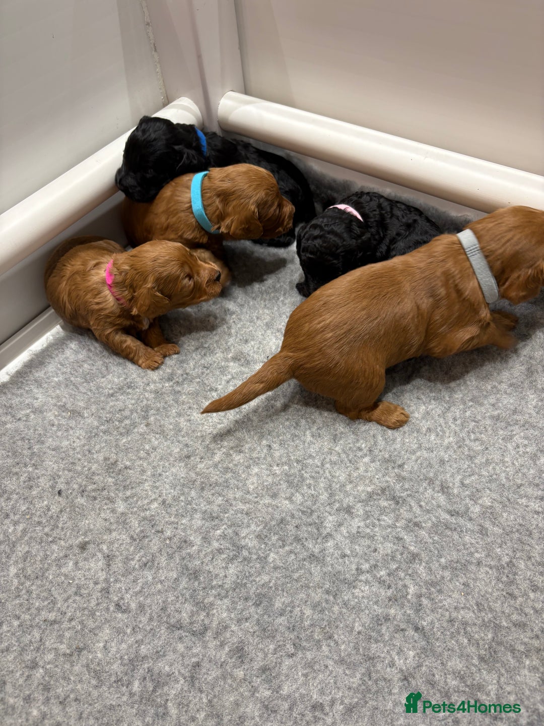 Cockapoo dogs for sale: Beautiful F1B Cockapoo Puppies - Advert 16