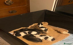 Shih Tzu dogs for sale: Shih tzus puppy for sale - Image 11