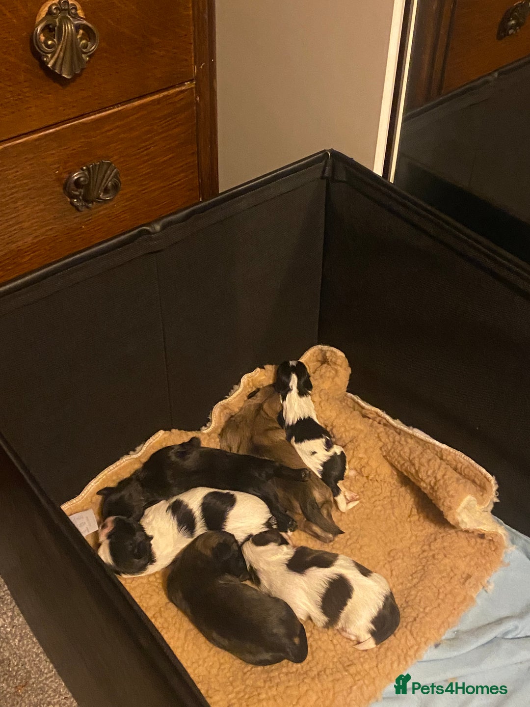 Shih Tzu dogs for sale: Shih tzus puppy for sale - Image 11
