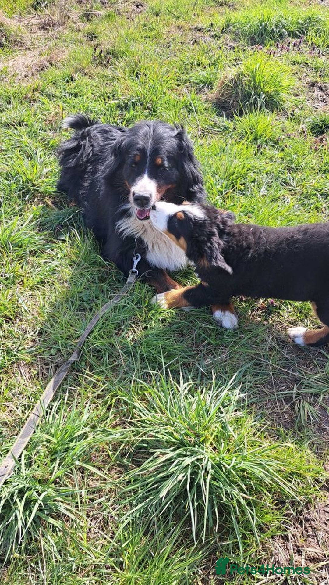 Bernese Mountain Dog dogs for sale: Bernese Mountain Dog  - Image 7