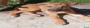 Nala