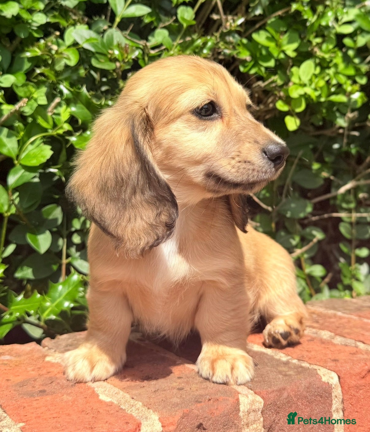 Miniature Dachshund dogs Long haired miniature dachshunds  - Advert 2