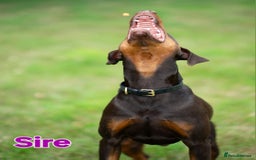 Dobermann dogs for sale: Gorgeous KC Dobermann Puppies  - Image 16
