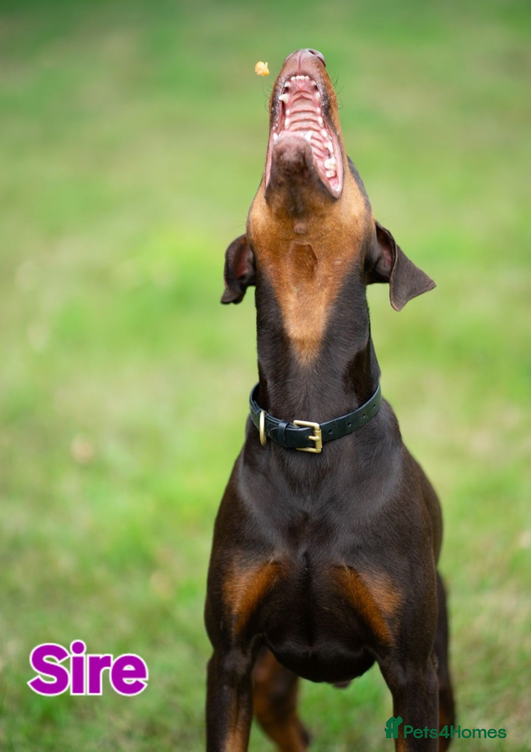Dobermann dogs for sale: Gorgeous KC Dobermann Puppies  - Image 16