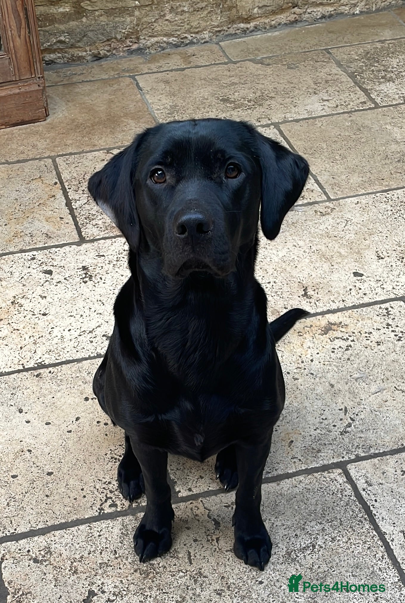 Labrador Retriever dogs KC FTCH Fendawood sire and Drakeshead bitch - Advert 12