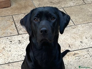 Labrador Retriever dogs KC FTCH Fendawood sire and Drakeshead bitch - Advert 12