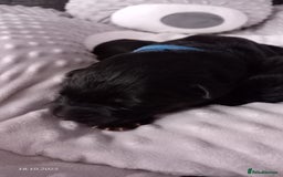 German Shepherd dogs for sale: Excellent Long-Haired German Shepherd Puppies. KC. - Image 20