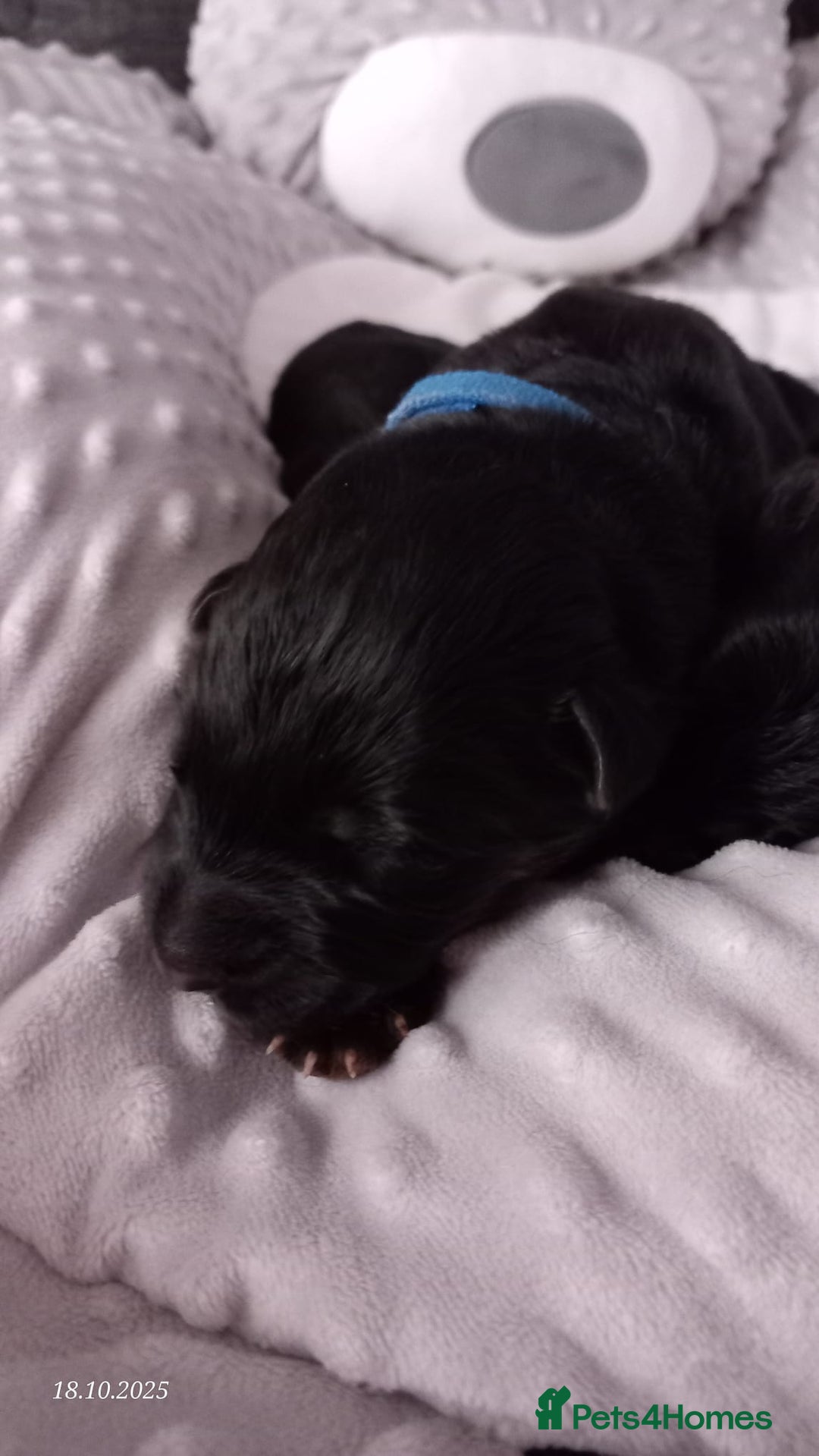 German Shepherd dogs for sale: Excellent Long-Haired German Shepherd Puppies. KC. - Image 20