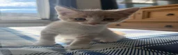 British Shorthair cats for sale: 5 Mixed british shorthair kitten litter  - Advert 18