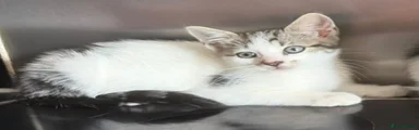 Domestic Shorthair 1