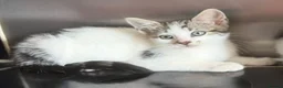 Domestic Shorthair cats for sale: Tabby/White kitten boy in Braintree - Advert 2