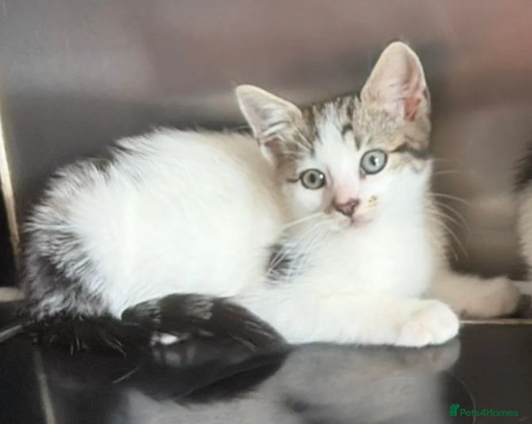 Domestic Shorthair cats for sale: Tabby/White kitten boy in Braintree - Advert 2