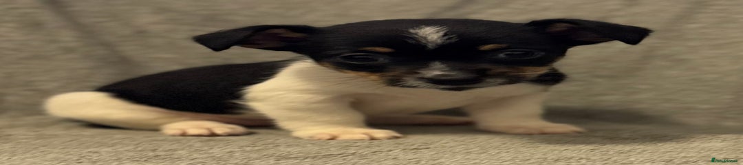 Jack Russell Puppy 4