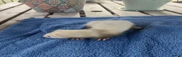 Ferret rodents for sale: Beautiful Ferret Kits for sale  - Advert 6