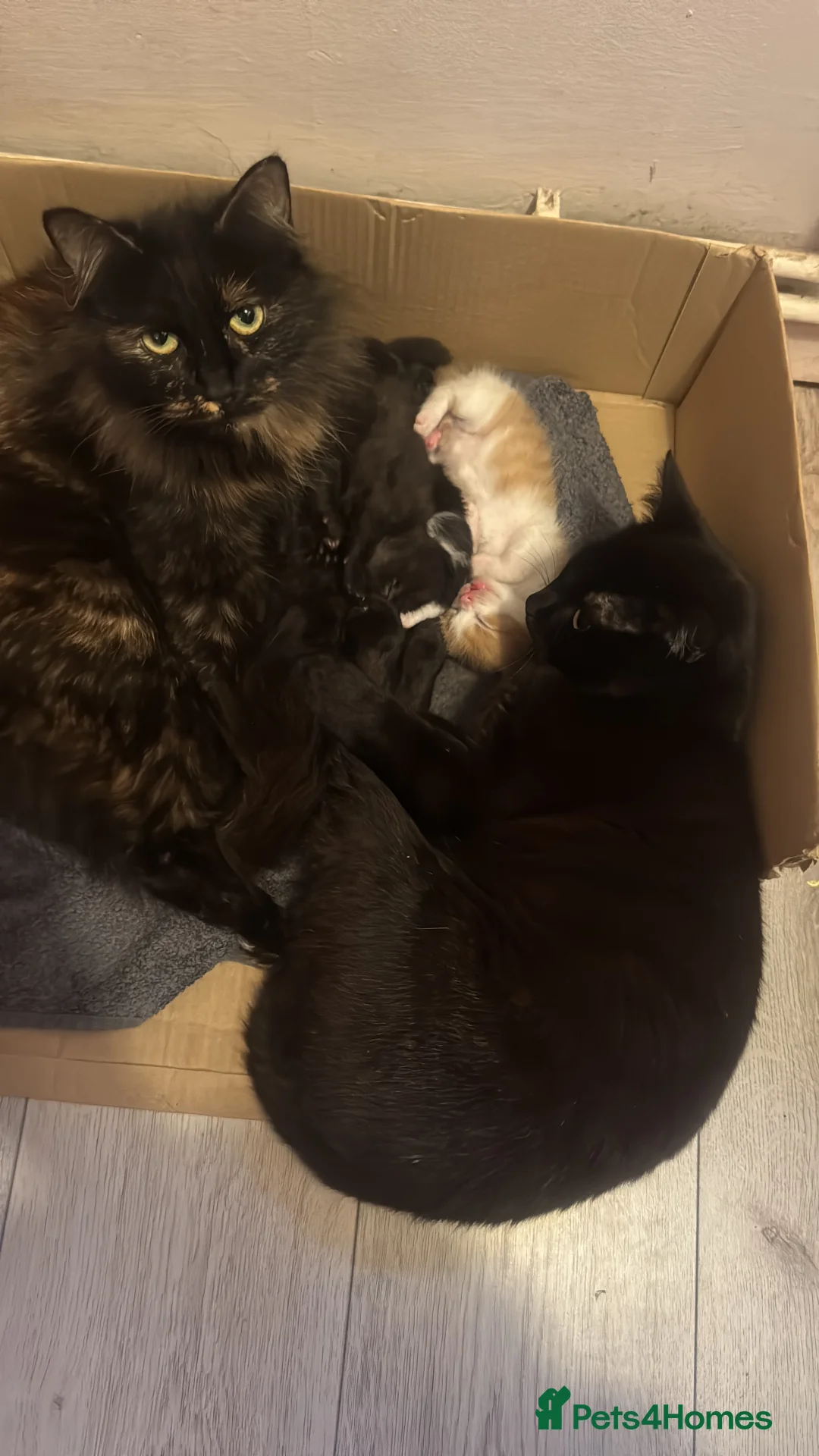 Mixed Breed cats for sale: 5 kittens for sale  in Hook - Advert 1