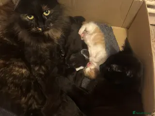 Mixed Breed cats 5 kittens for sale - Advert 1